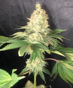 King's Banner Feminized Cannabis Seeds