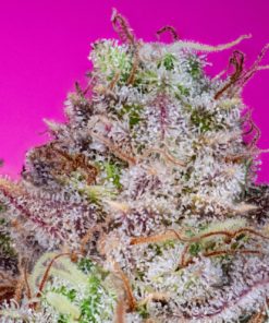 King's Banner Feminized Cannabis Seeds