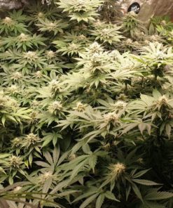 Watermelon Zkittles Feminized Cannabis Seeds