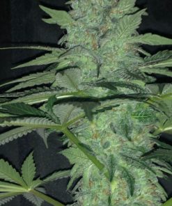 Wedding Cake Feminized Cannabis Seeds