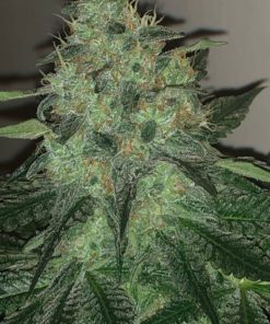 Wedding Cake Feminized Cannabis Seeds