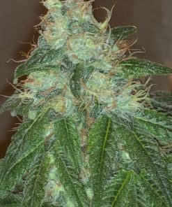 Wedding Cake Feminized Cannabis Seeds