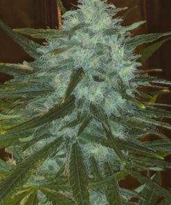 Wedding Cake Feminized Cannabis Seeds