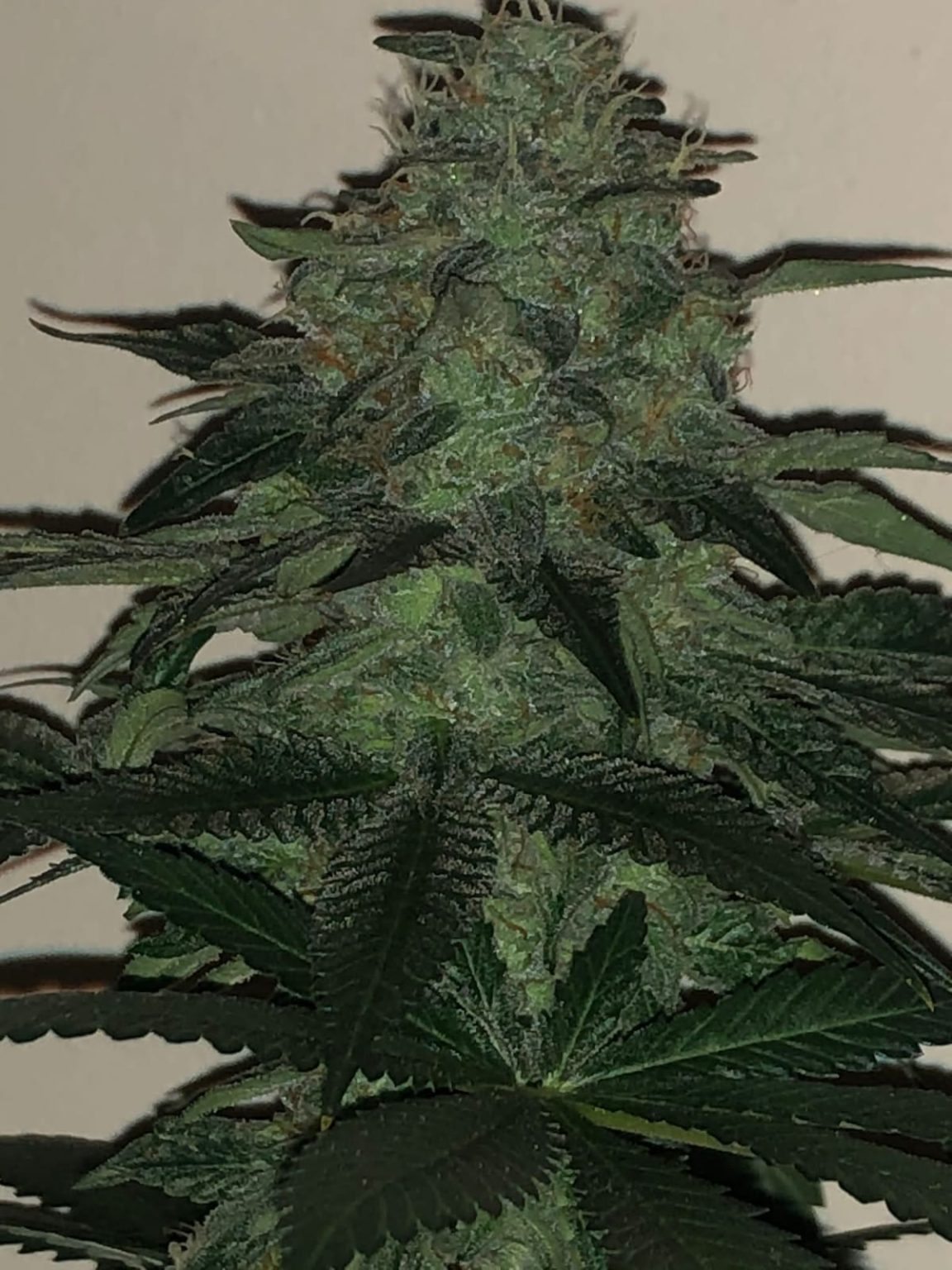 Wedding Cake Seeds - Pure instinto