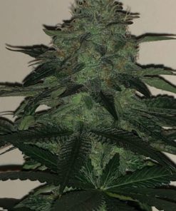 Wedding Cake Feminized Cannabis Seeds