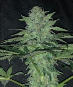 Wedding Cake Feminized Cannabis Seeds