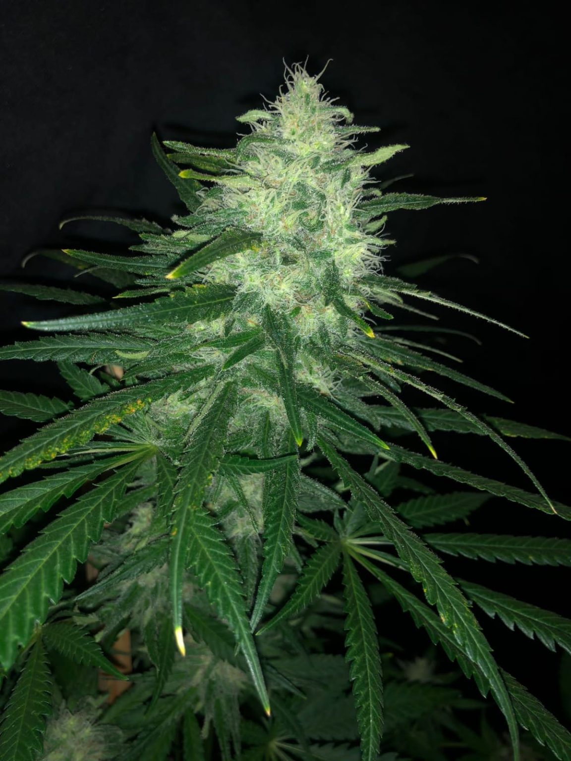 Wedding Cake Seeds - Pure instinto