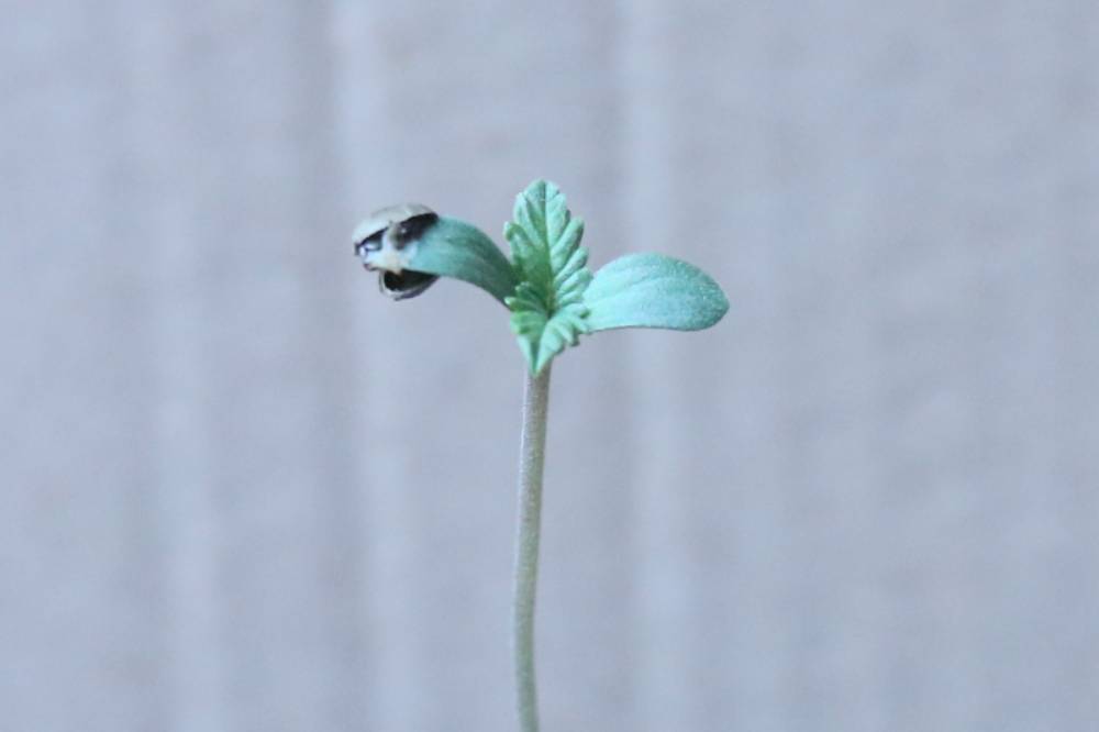 germination-meaning-and-importance-pure-instinto