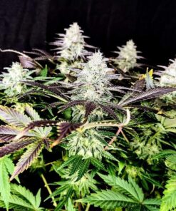 Mimosa Feminized Cannabis Seeds