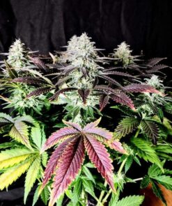 Mimosa Feminized Cannabis Seeds