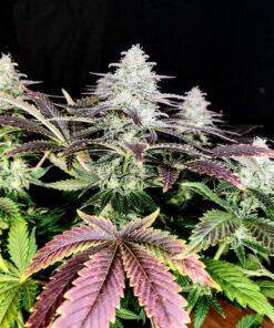 Mimosa Feminized Cannabis Seeds