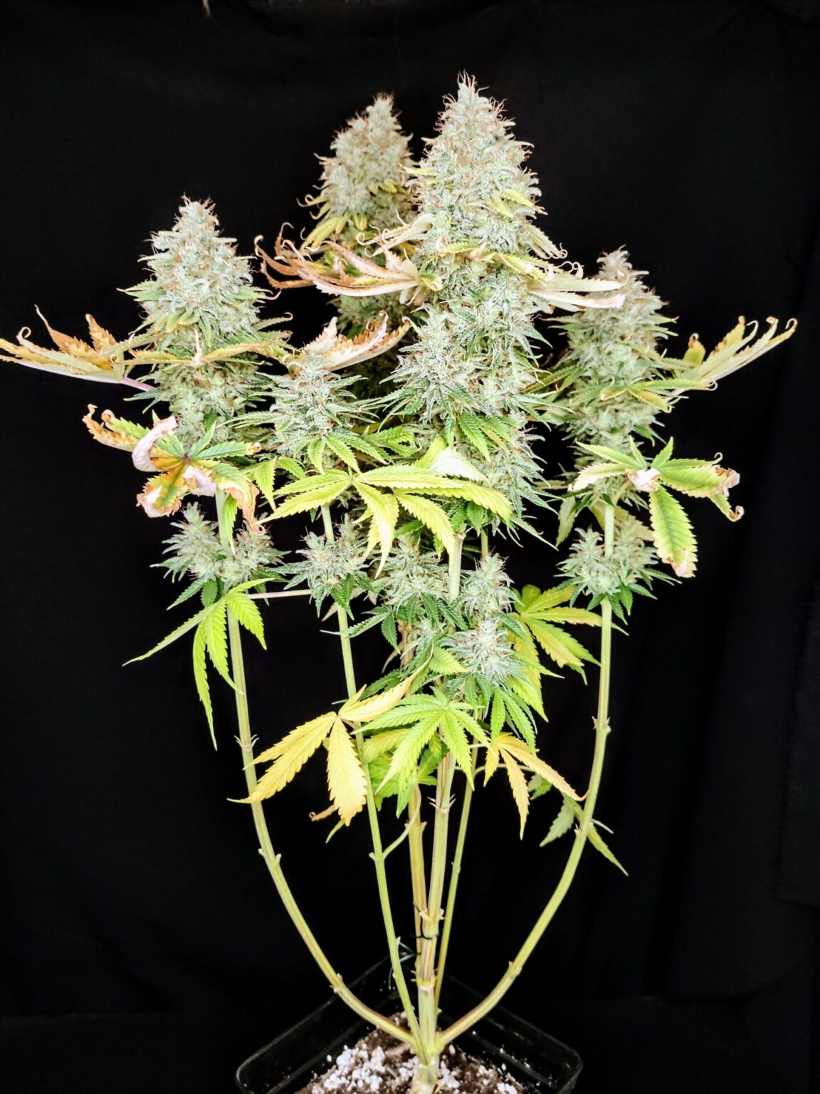 Apple Og Feminized Cannabis Seeds Pure Instinto