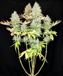 Alternative view of Apple OG Feminized Cannabis Seeds