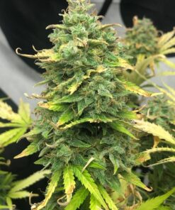 Mimosa Cake Autoflower Cannabis Seeds