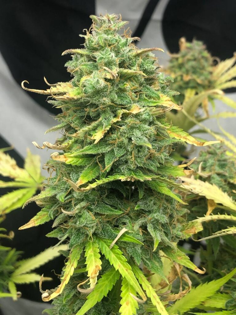 Mimosa Cake Autoflower Strain - Pure Instinto