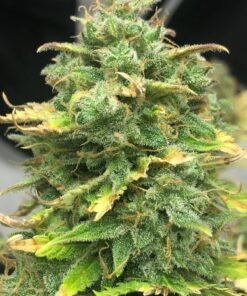 Mimosa Cake Autoflower Cannabis Seeds