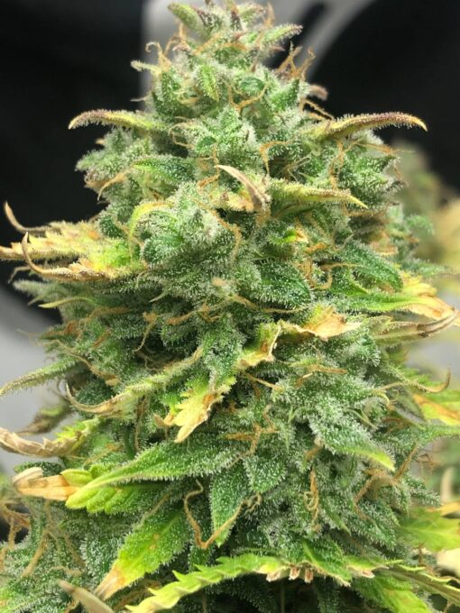 Mimosa Cake Autoflower Cannabis Seeds