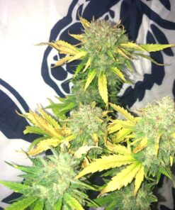 Mimosa Cake Autoflower Cannabis Seeds