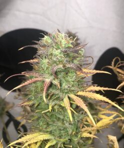 Girl Scout Kush Autoflower Cannabis Seeds