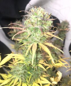 Girl Scout Kush Autoflower Cannabis Seeds