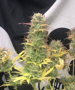Girl Scout Kush Autoflower Cannabis Seeds