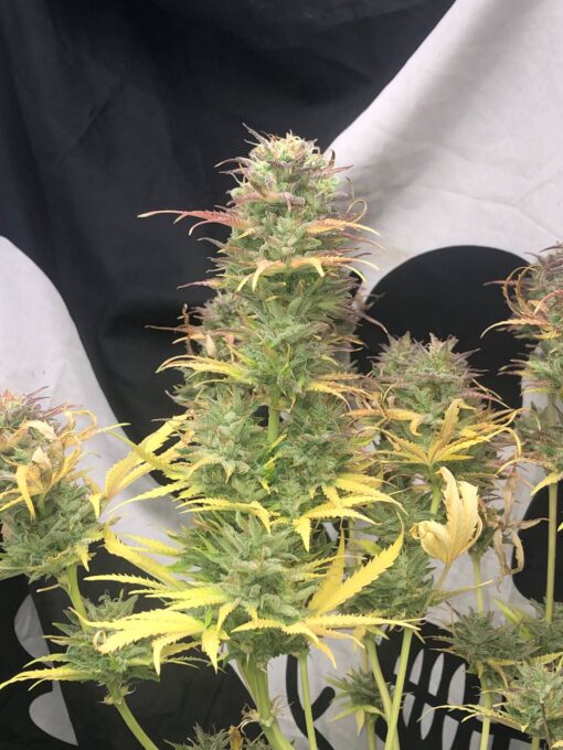 Girl Scout Kush Autoflower Cannabis Seeds