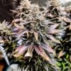 Mimosa Feminized Cannabis Seeds