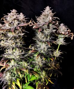 Mimosa Feminized Cannabis Seeds