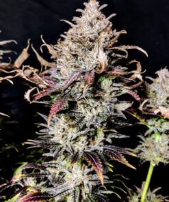 Mimosa Feminized Cannabis Seeds