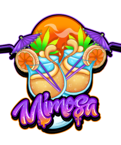 Alternative view of Mimosa Feminized Cannabis Seeds