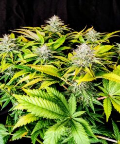 Grateful End OG Feminized Cannabis Seeds