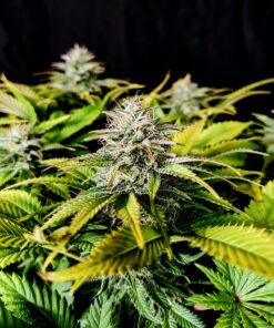 Grateful End OG Feminized Cannabis Seeds