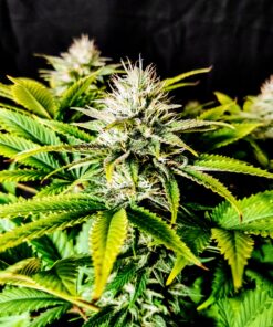 Grateful End OG Feminized Cannabis Seeds