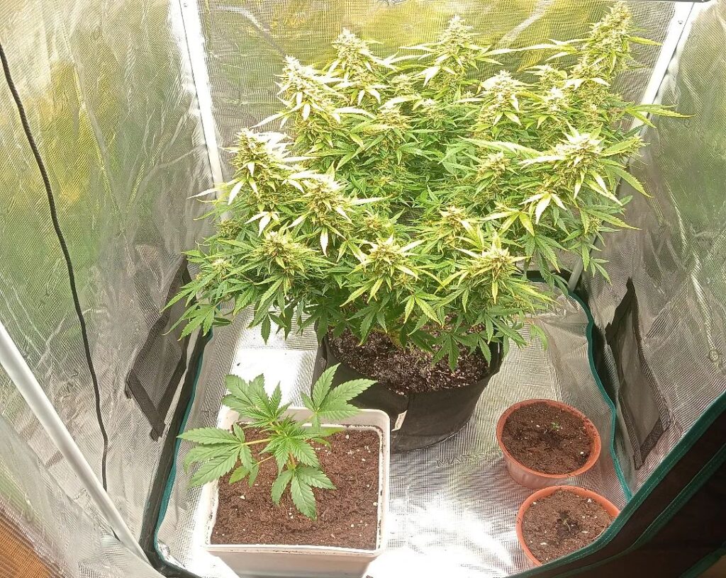 mimosa cake auto floweing cannabis plant