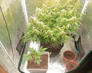 mimosa cake auto floweing cannabis plant
