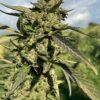 Sweet Zest A12 CBD Autoflowering Cannabis Seeds