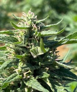 Alternative view of Citrus Sunrise CBD Fem. Cannabis Seeds