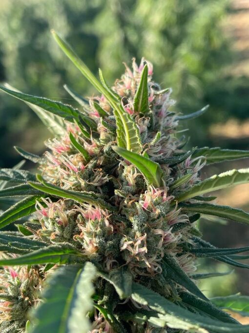 Citrus Sunrise CBD Fem. Cannabis Seeds