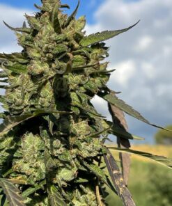 Alternative view of Sweet Zest A12 CBD Autoflowering Cannabis Seeds