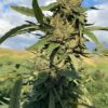 Starburst B29 CBD Autoflowering Cannabis Seeds