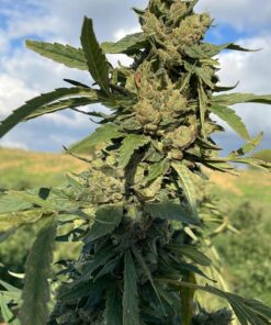 Starburst B29 CBD Autoflowering Cannabis Seeds