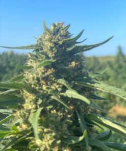 Alternative view of Bliss CBD Feminized Cannabis Seeds