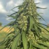 Bliss CBD Feminized Cannabis Seeds