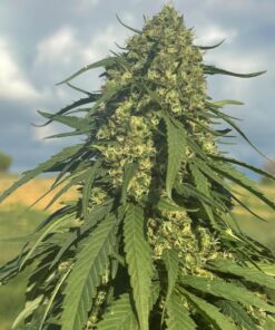 Bliss CBD Feminized Cannabis Seeds