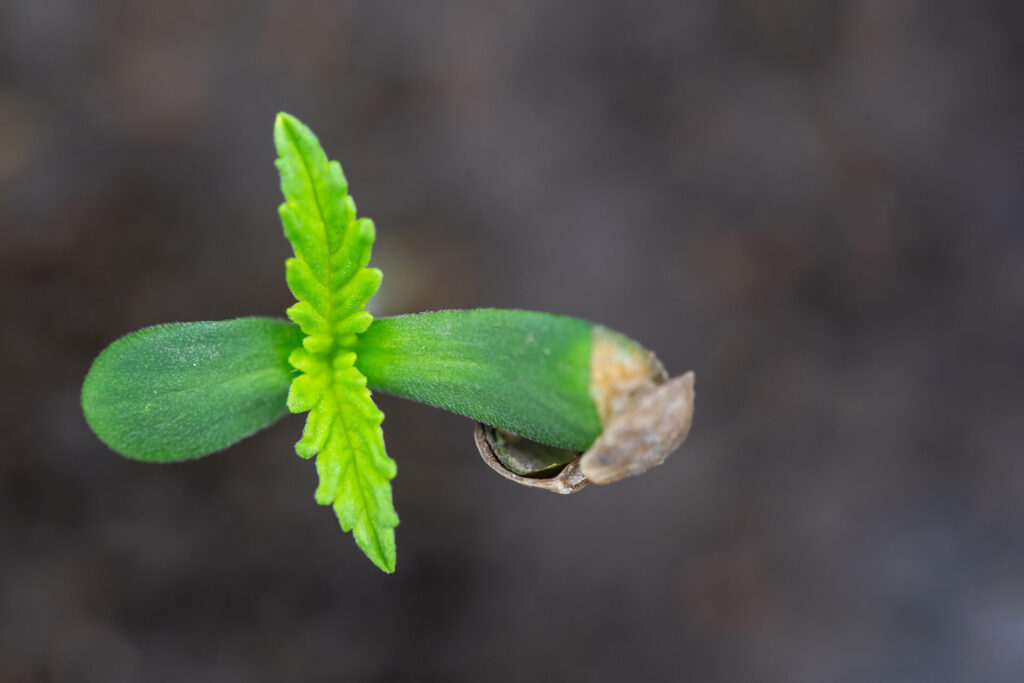 Understanding the Seedling Stage of a Cannabis Plant