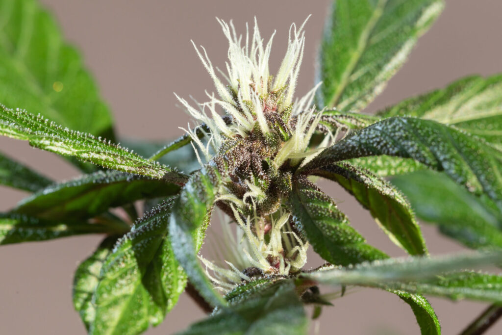 understanding-the-pre-flowering-stage-of-a-cannabis-plant