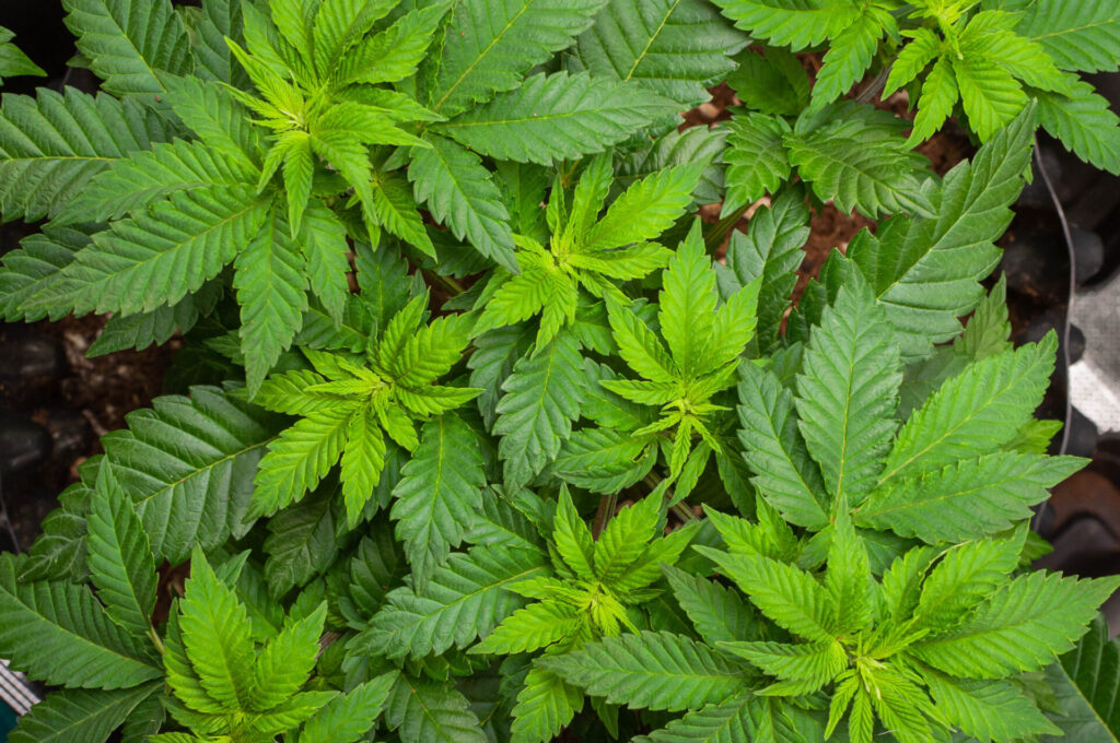 La etapa de prefloración de una planta de cannabis es un período crítico en su ciclo de crecimiento. plantas de cannabis en estado vegetativo