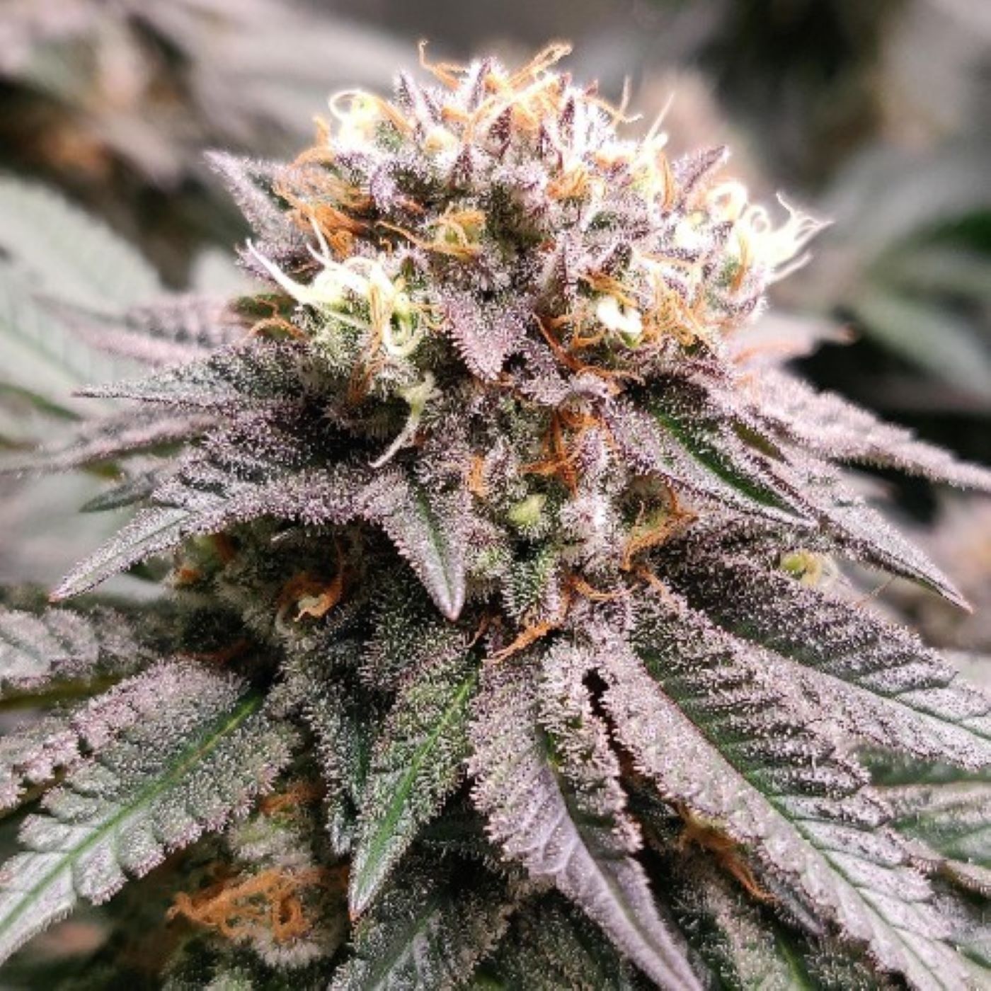 Understanding the Flowering Stage in Marijuana Growth