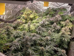 Understanding the Flowering Stage in Marijuana Growth