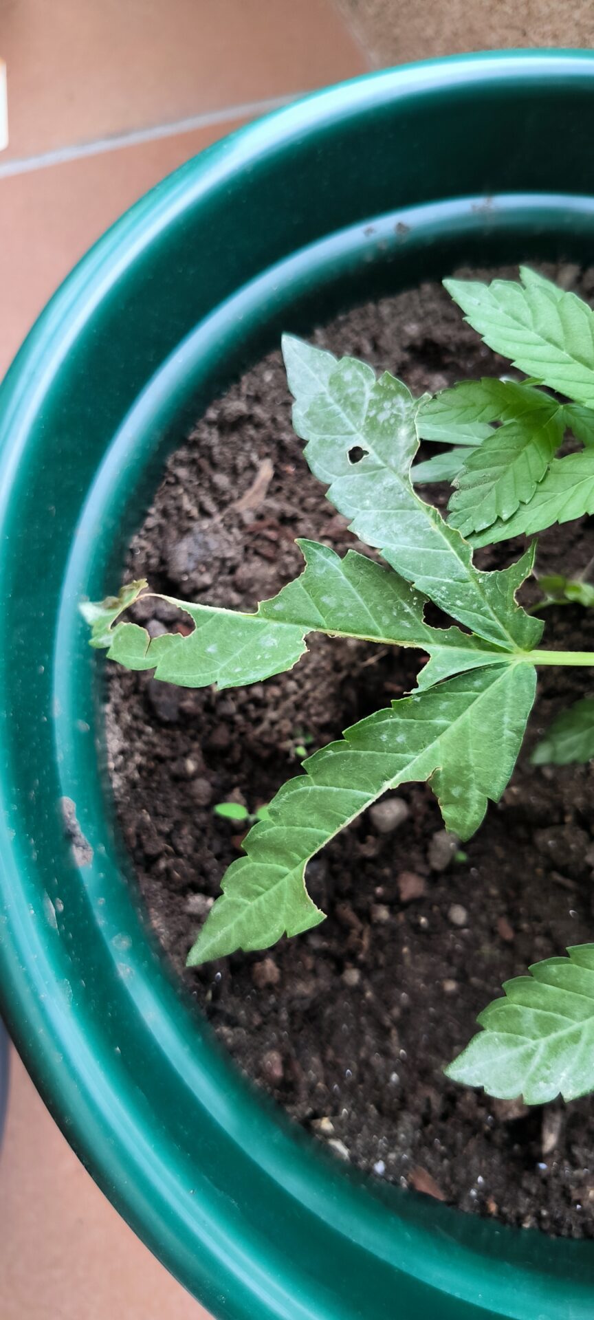 Cannabis growing problems with 5 expert solutions how to
